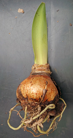 Amaryllis bulb growing before repotting.