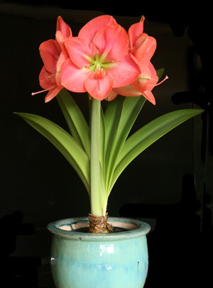 Blooming potted amaryllis.