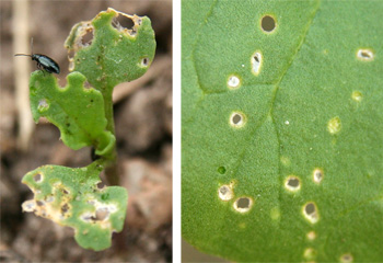 Flea beetle on arugula seedling (L); shot hole damage of flea beetle feeding (R).