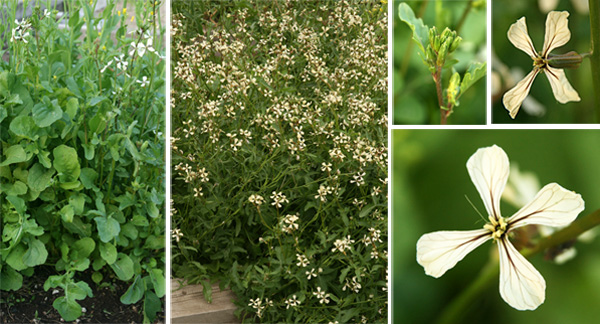 Arugula bolting (L), in full flower (C), flower buds (R top) and flowers (R).