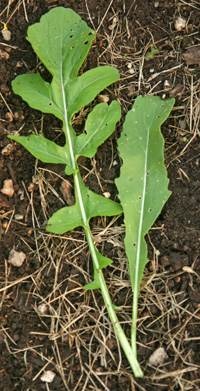 Mature, lobed leaf (L) and young, entire leaf (R)