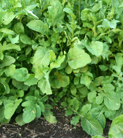 Arugula is an easy-to-grow leafy green.