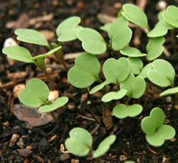 Arugula seedlings.