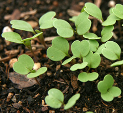 https://hort.extension.wisc.edu/files/2015/12/arugula-seedlings.jpg