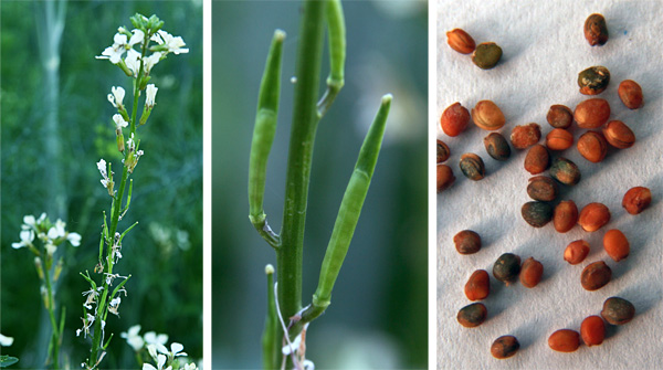 The seed pods forming on the still-blooming flower stalk (L), young seed pods (C) and seeds (R).