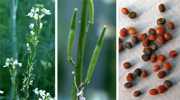 Spice Pages: Rocket (Eruca sativa, Sisymbrium officinale, rucola, arugula)