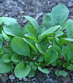 Young arugula.