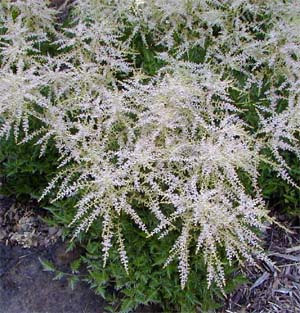 Goatsbeard flowers are white.