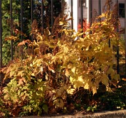 Goatsbeard in autumn.