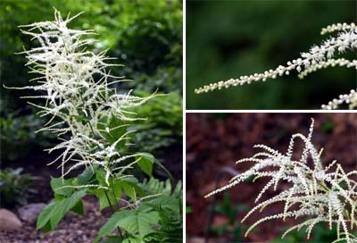 The arching plumes are densely covered with many small florets.