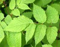 Aruncus has pinnately compound leaves.