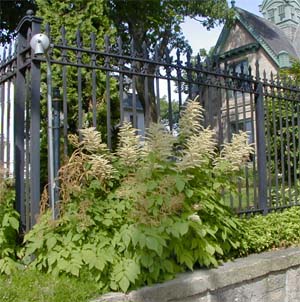 Goatsbeard is an attractive perennial plant.