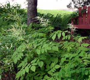 Goatsbeard is a relatively low maintenance plant.