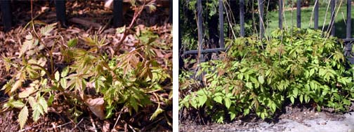 Plants coming up in the spring.