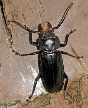 Les coléoptères sont un très grand groupe d'insectes.