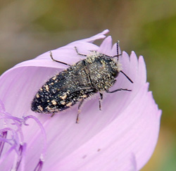 A buprestid beetle.