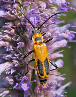 Goldenrod solider beetle.