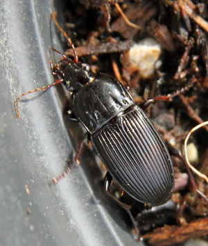 Ground beetles are often dark colored and many are nocturnal.