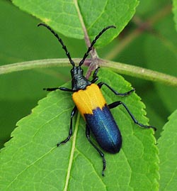 Pyrale du sureau jaune.