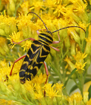 Larder Beetles – Wisconsin Horticulture