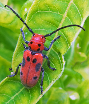 Red milkweed beetle.