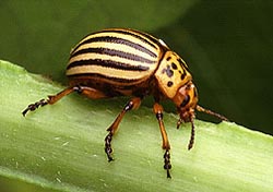 Colorado potato beetle.