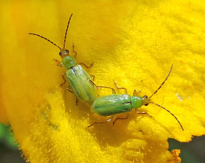Northern corn rootworms on a squash flower.
