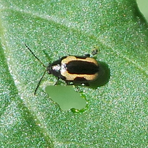 Un fleabeetle siede accanto al buco masticato in una foglia di rapa.