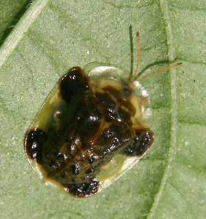 a tortoise beetle.