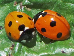 The lady beetles are a large group of mostly predatory species.