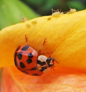 A multicolored Asian ladybeetle preys on aphids on a flower.