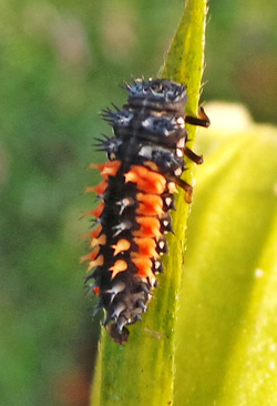 Larve de coccinelle asiatique multicolore.