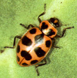 Pink spotted lady beetle, Coleomegilla maculata.