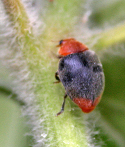 Mealybug romboló.