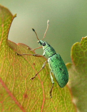 Grüner eingewanderter Blattrüsselkäfer, Polydrusus sericeus