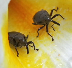 All weevils have an elongated snout.