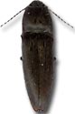 a click beetle.um besouro click.