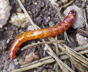 A wireworm.