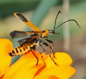 A soldier beetle lifts its elytra in order to use its hind wings to fly.