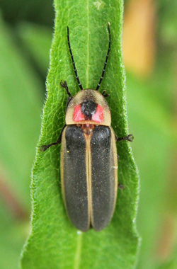 Fireflies are beetles with soft elytra.