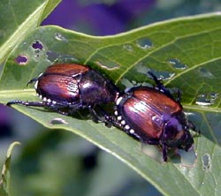 Japanese beetles.