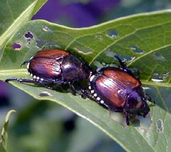 Coleotteri giapponesi.