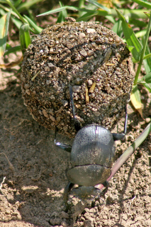 en gödselbagge rullar en boll av gödsel i Kenya.