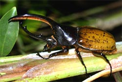 A Hercules beetle, Dynastes hercules, in Costa Rica.