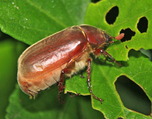 A scarab beetle feeds on a leaf.