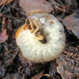 A white grub.