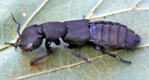 Rove beetles are mostly small and black, with shortened eleytra.os besouros Rove são na sua maioria pequenos e pretos, com a eleytra encurtada.