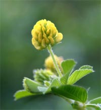 Black medic flower.