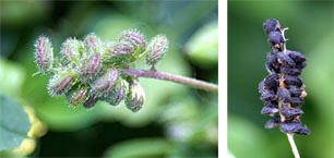 Black medic fruits (L) and ripe seed pods (R). 