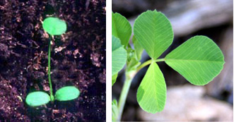 A black medic seedling (L) and trifoliate leaf (R). 